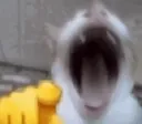 laughcat