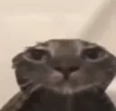 cat_depress