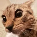 cat_what cat_what