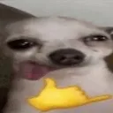 Cool_Dog Cool_Dog