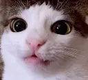 pausecat