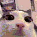 FAKEstaringcat