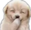 :gigglepup: