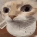 StaringKitty StaringKitty