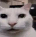 cannycat