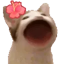 h_popcat