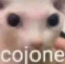 cojone