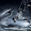 sharkdunk