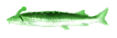 jlorp jlorp