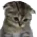 sadcat