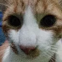 possesed_cat