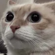 jillcrCatAwk