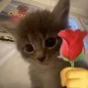 car_loves_you