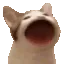 popCat