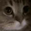 meow
