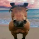 Hai