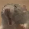 Rog