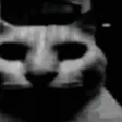 DespairCat