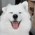 funnyanimalsdog animated GIF emoji - Foreign's Server