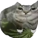 watermelonCat