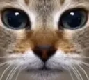 mhmCat