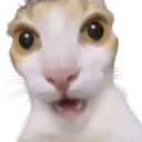 yowtf