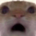 :catshocked:
