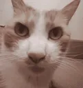 catstare2