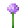 flower_allium