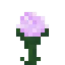 flower_paeonia