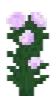 flower_peony