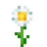 flower_oxeye_daisy