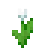 flower_tulip_white