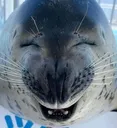 sealgrin