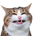 BeegSmile