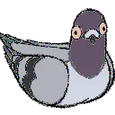 Lacka_Pigeon