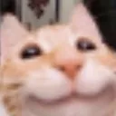Cat_OwO