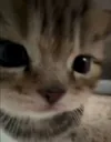 Cat_see Cat_see