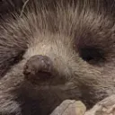 echidna