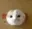 e_Cat_bop