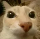 gato