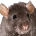 rat