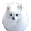 doggo