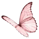 z_pinky_butterfly