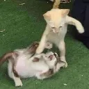fight