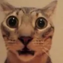 mfw