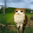 meowl