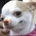 puppysmirk puppysmirk