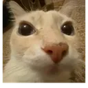 gato_que
