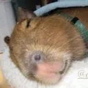 capysleepa